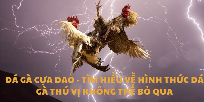 đá gà cựa dao