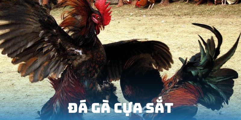 đá gà cựa sắt